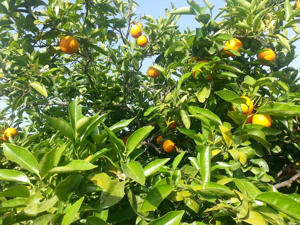A Lumia Villa Noto Dış mekan fotoğraf